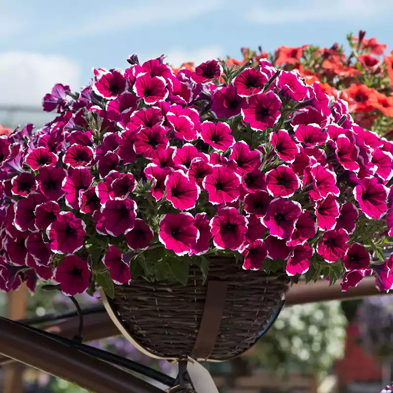 Petunia