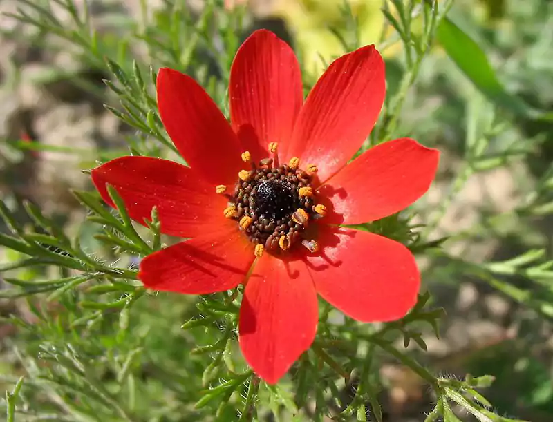 Pheasant’s Eye