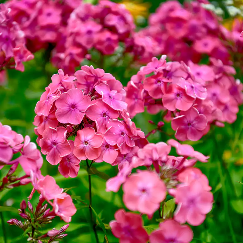 Phlox
