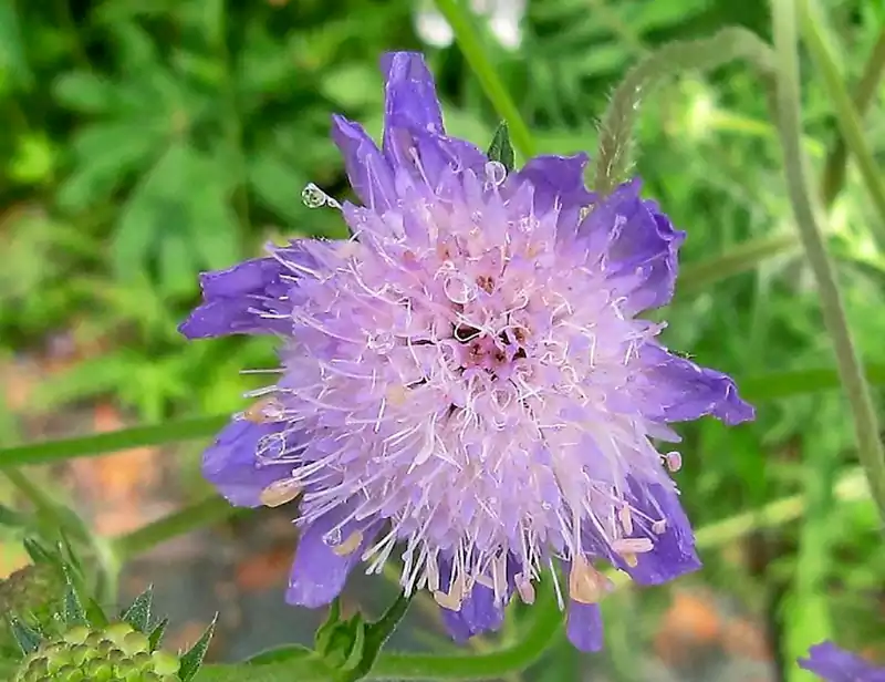 Pincushion Flower