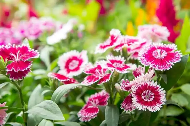 Pinks
