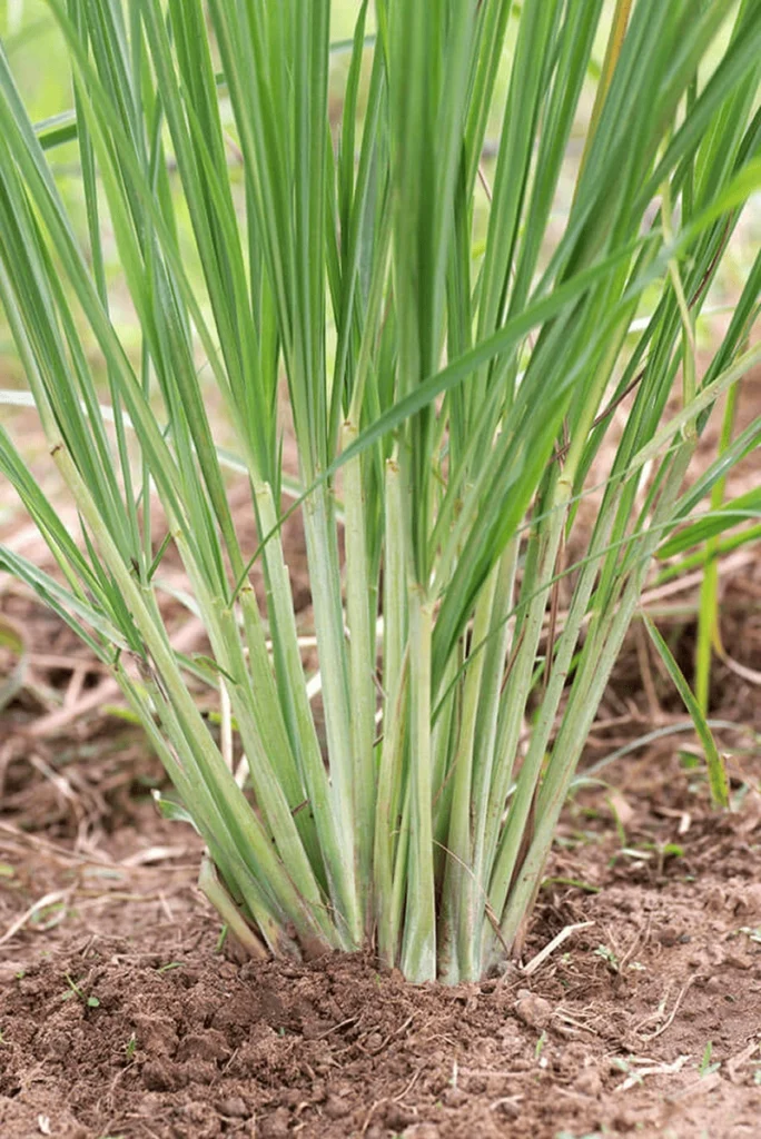 Plant a Lemongrass