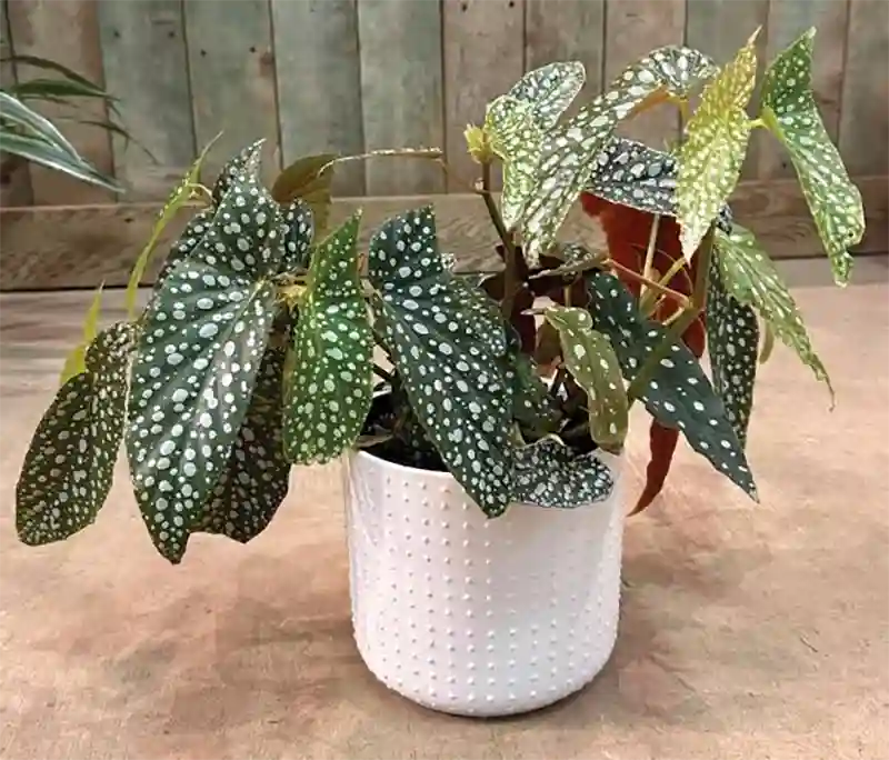 Polka dot Begonia