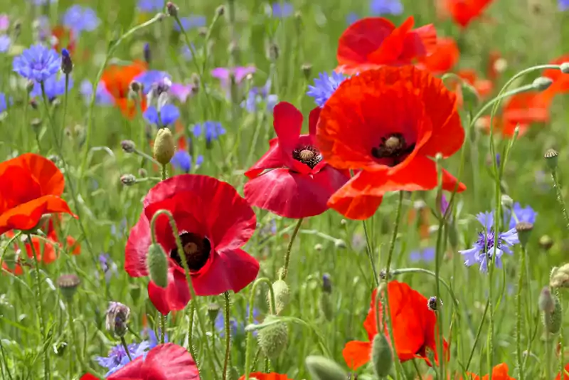 Poppy
