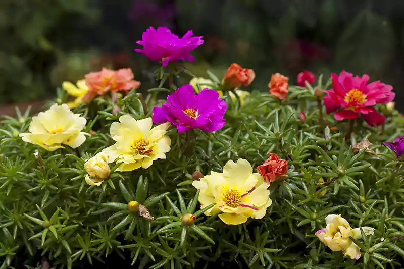 Portulaca