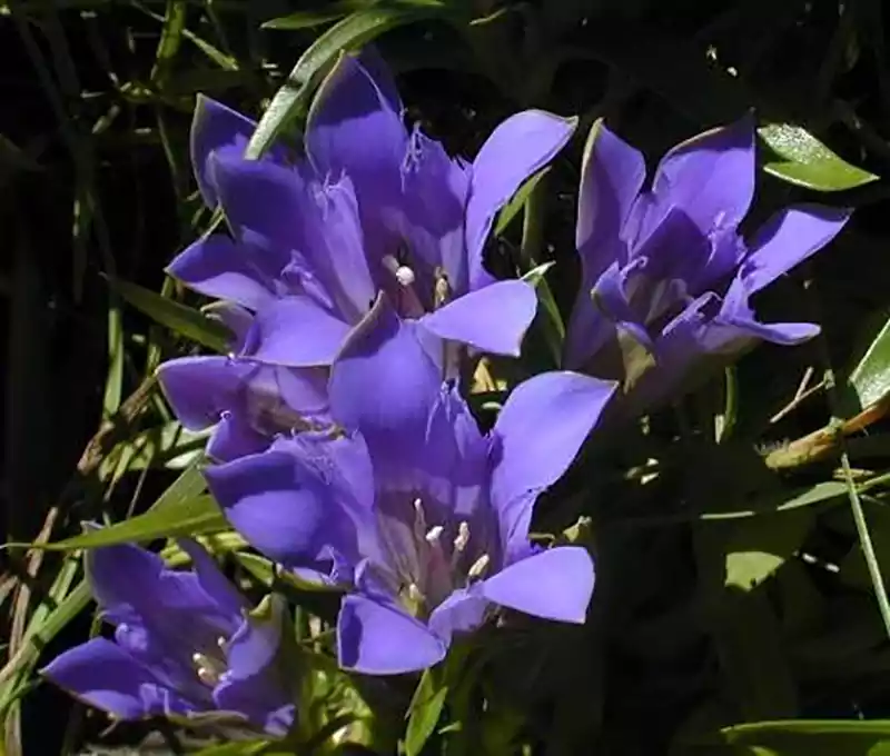 Prairie Gentian