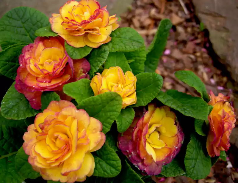 Primroses