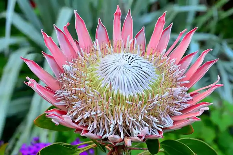 Protea