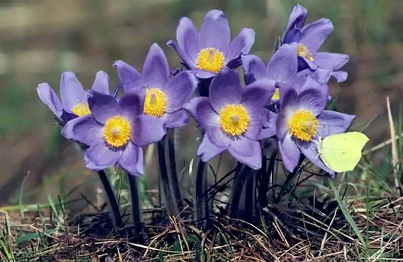 Pulsatilla