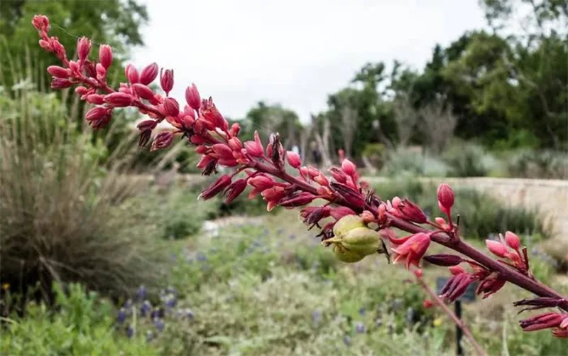 Red Yucca (Hesperaloe parviflora) 