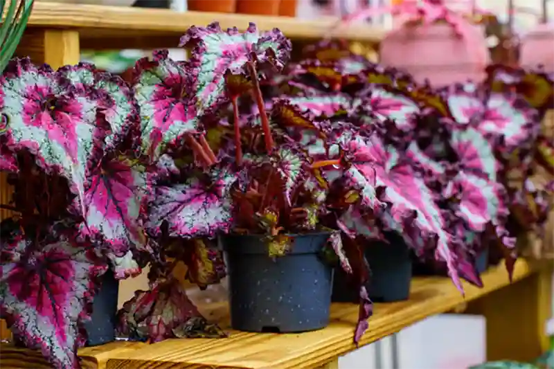 Rex Begonia