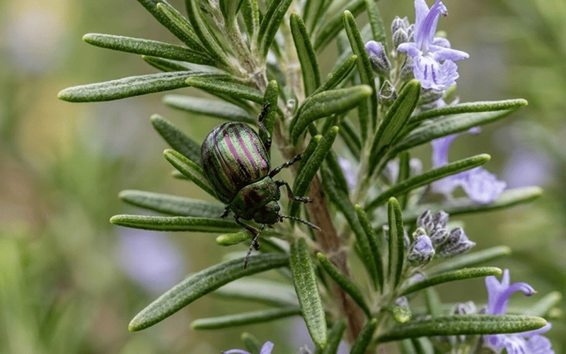 Rosemary Beetle