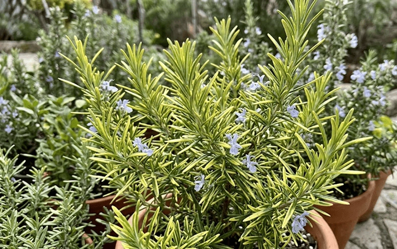 Rosemary ‘Golden Rain’