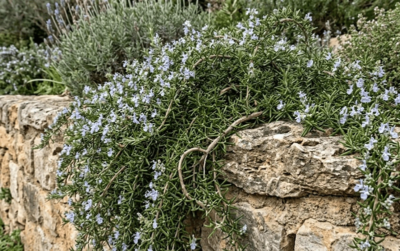 Rosemary ‘Prostratus’