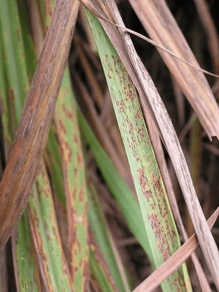 Rusting in Lemongrass