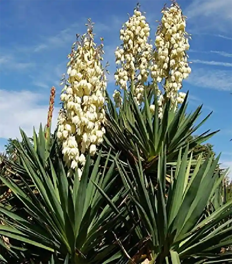 Soapweed Yucca (Yucca glauca) 