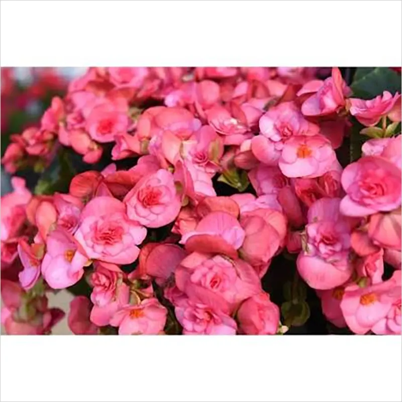 Solenia ‘Dusty Rose’ Begonia