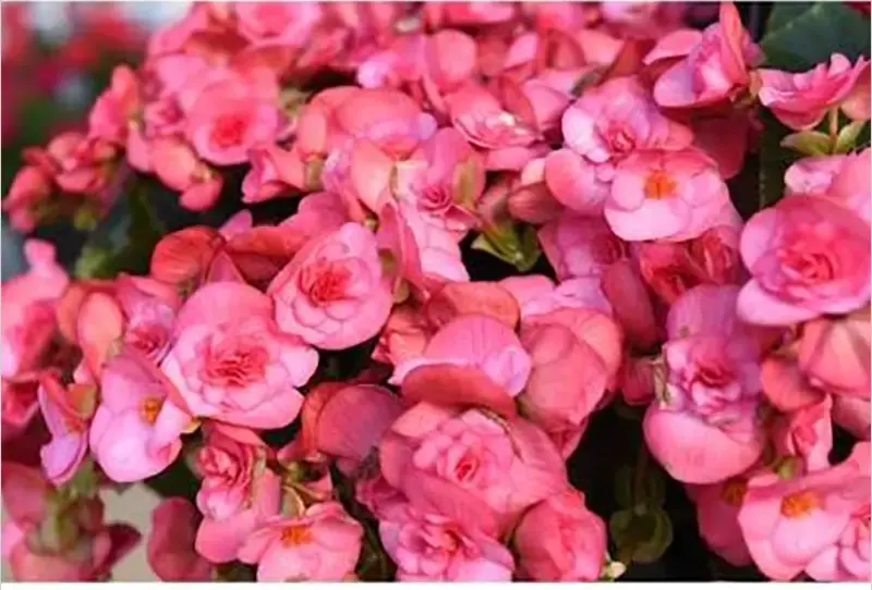 Solenia ‘Dusty Rose’ Begonia