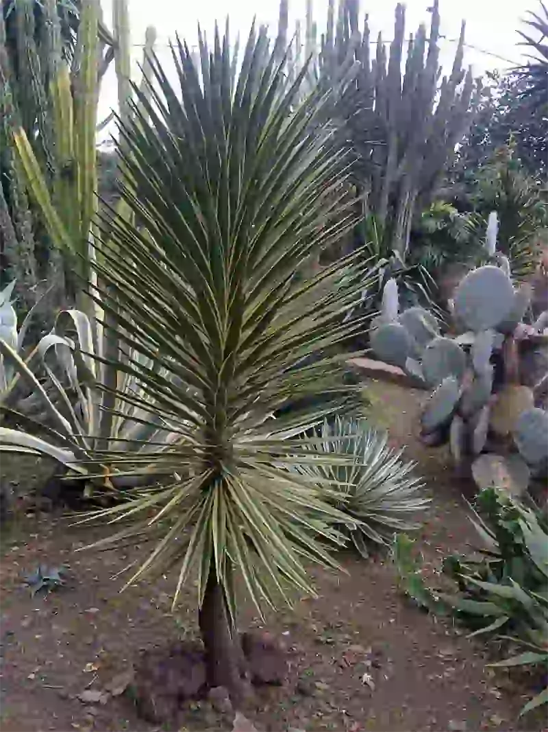 Spanish Bayonet (Yucca aloifolia)