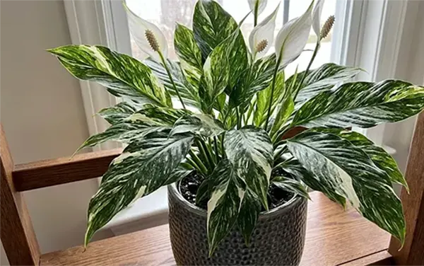 Spathiphyllum wallisii 'Domino'Source