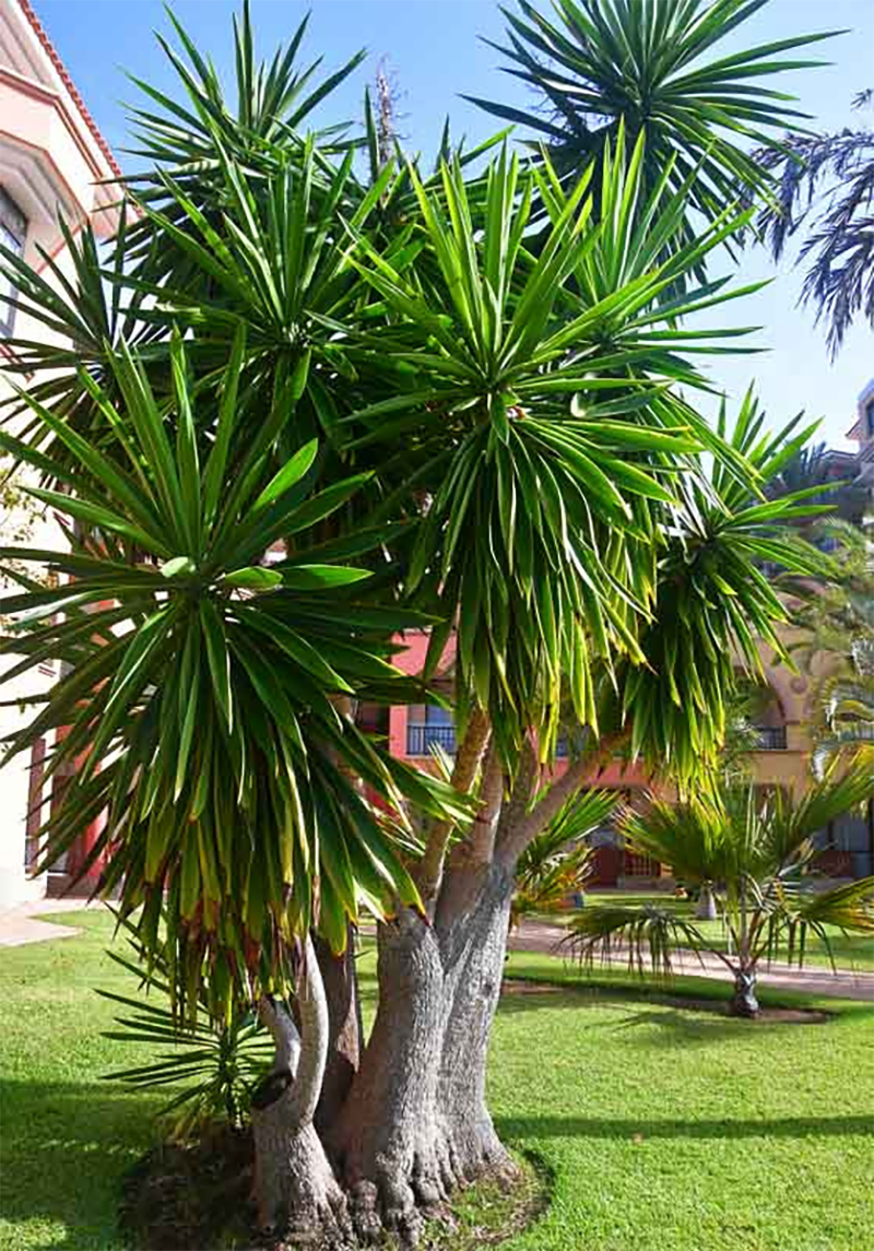 Spineless Yuca (Yucca elephantipes) 