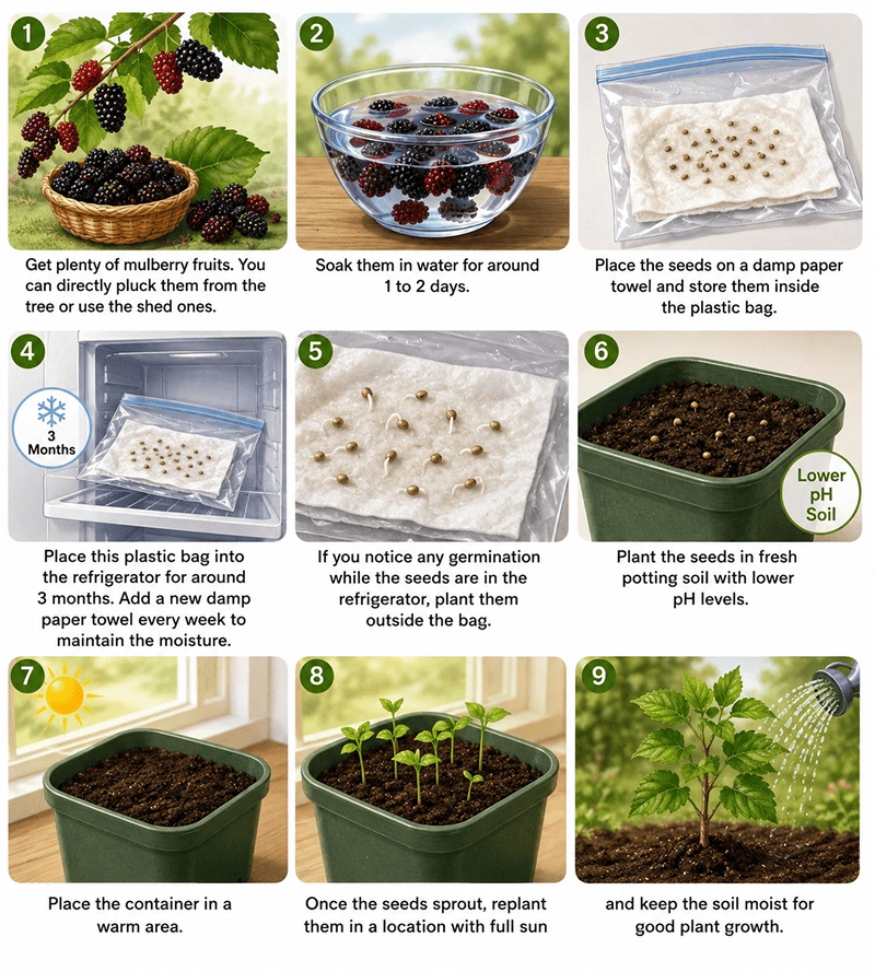 Steps of Growing a Mulberry Plant