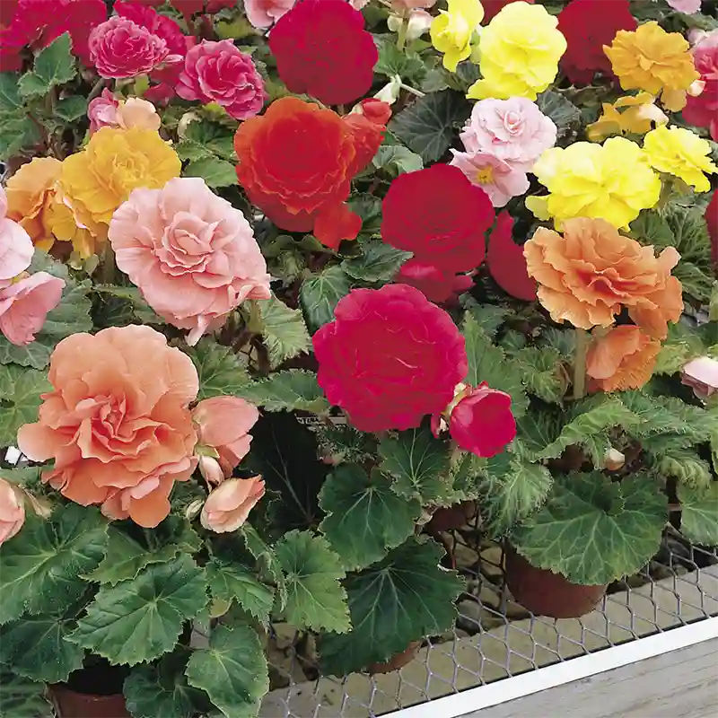 Tuberous Begonia - Begonia x tuberhybrida 