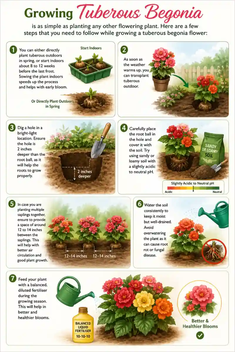 Tuberous Begonia Growing Process 