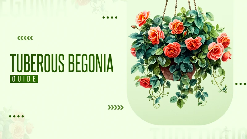 Tuberous Begonia Guide Everything From Taxonomy to Care Tips