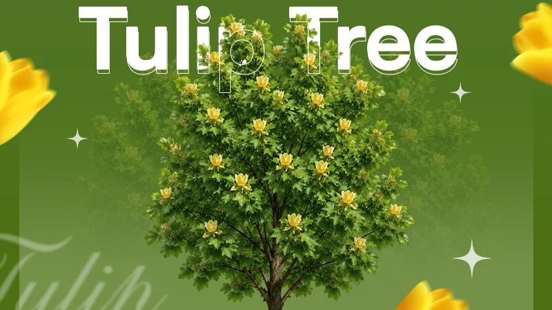 Tulip Tree