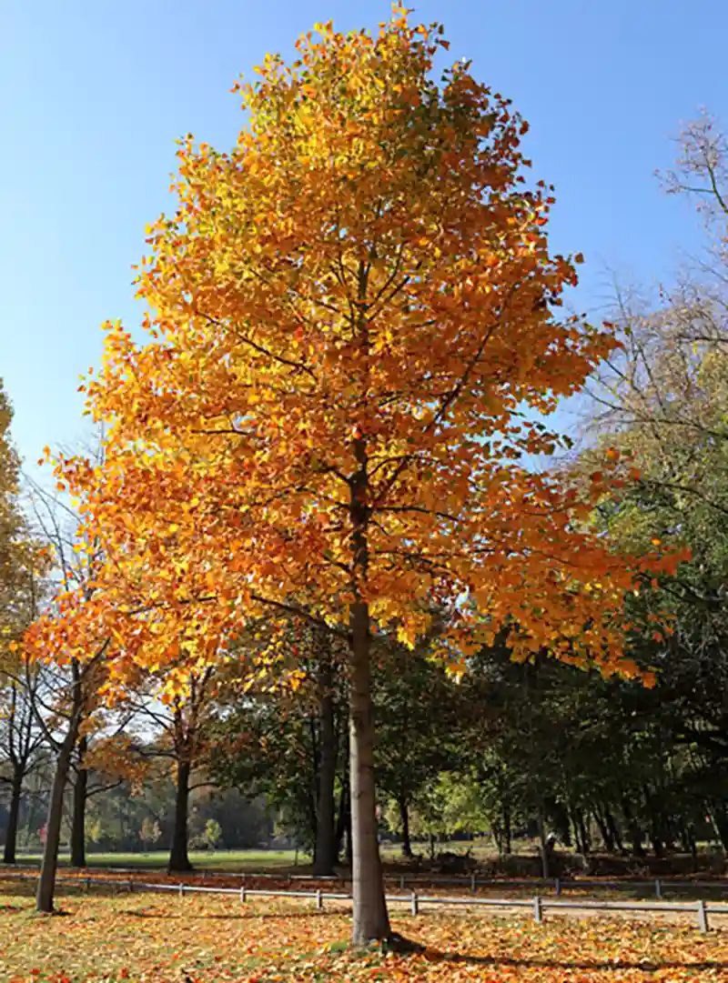Tulip Treee