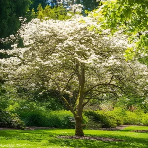 Washington hawthorn blooming tree