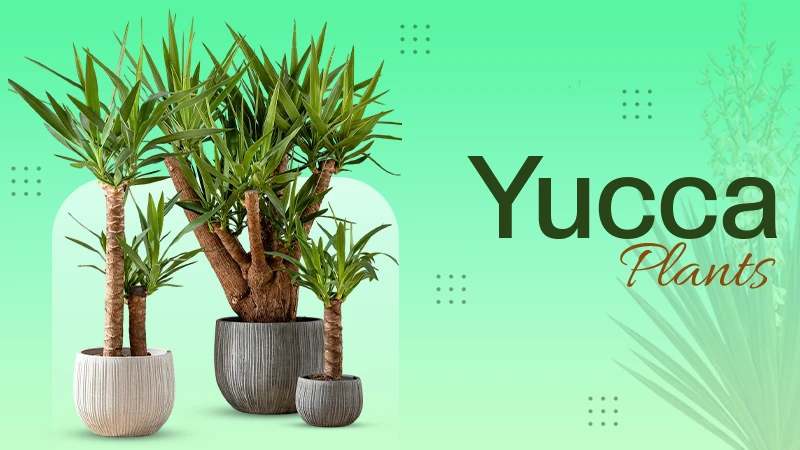 Yucca Plants Care