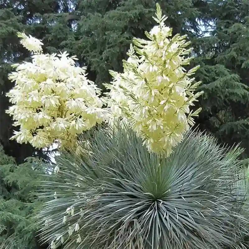 Yucca plant