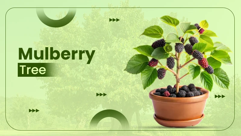 mulberry tree