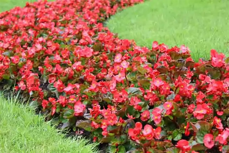 ‘Bedding’ Begonia