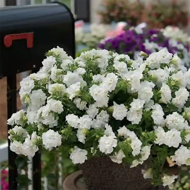 ‘Double Up White’ Begonia