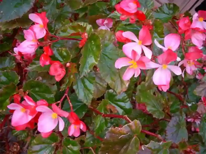 Solenia ‘Dusty Rose’ Begonia