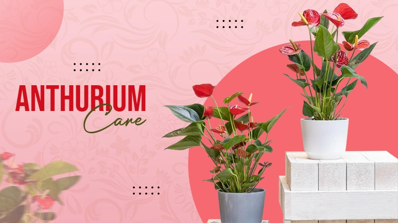 Anthurium Care Guide