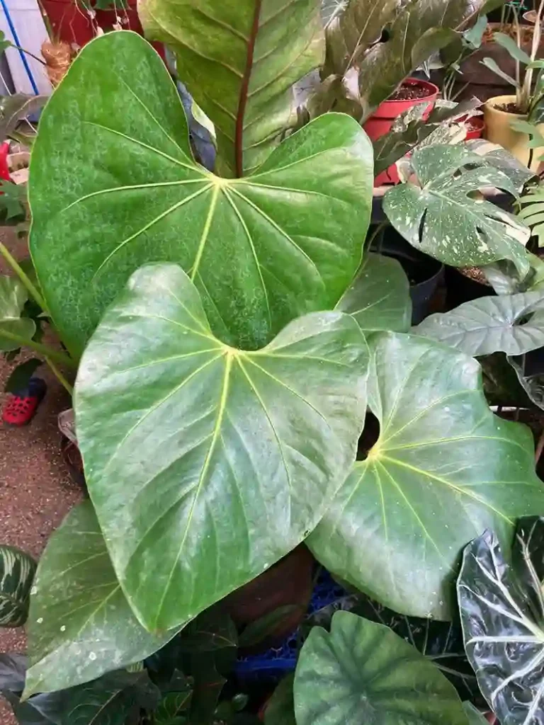  Anthurium faustomirandae