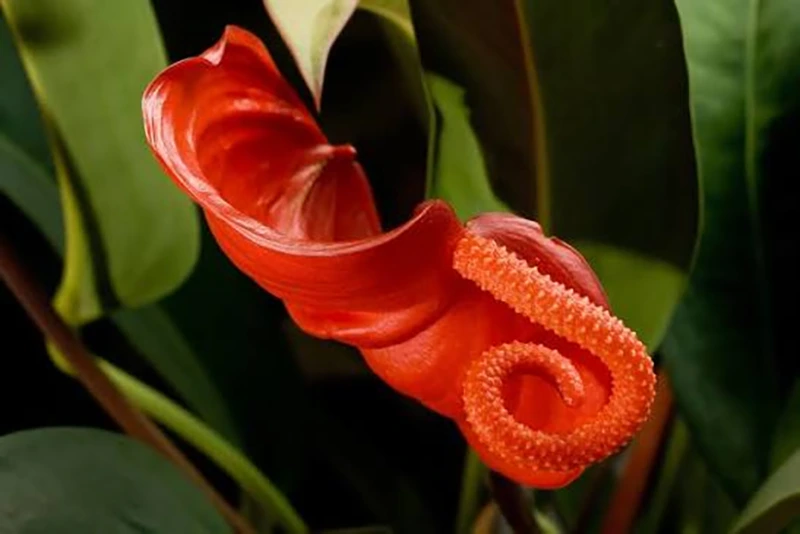 Black Anthurium Plant
