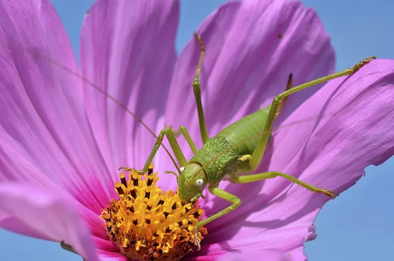 Aphid on a cosmos flower