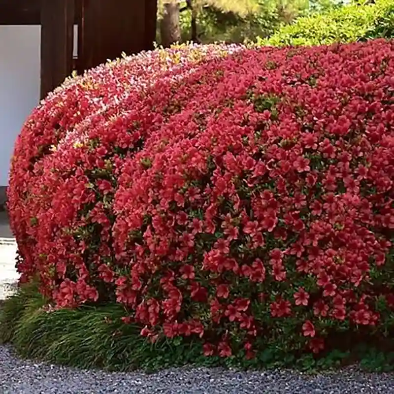 Azalea