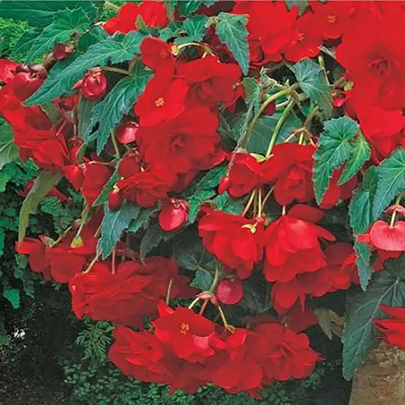 Begonias