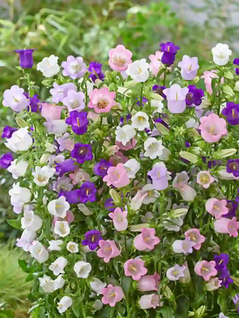 Bell flowers1 