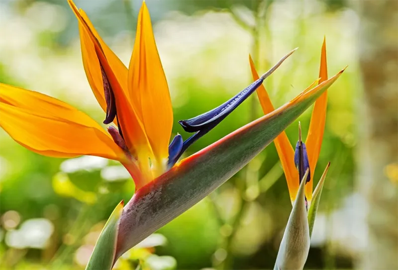 Bird of Paradise 