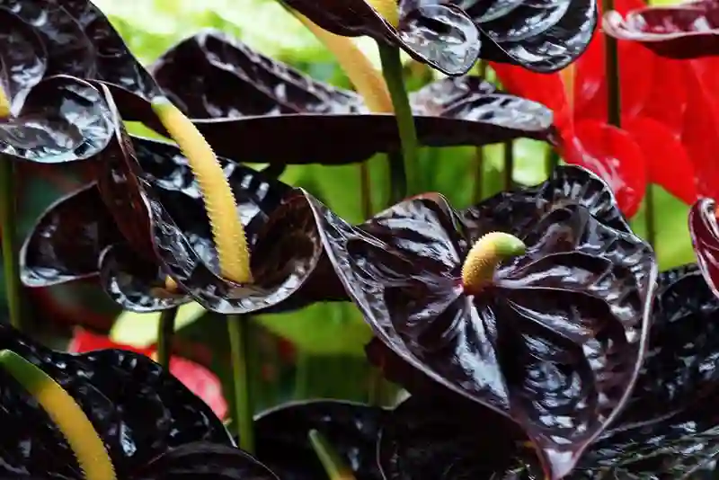 Black Anthurium Plant