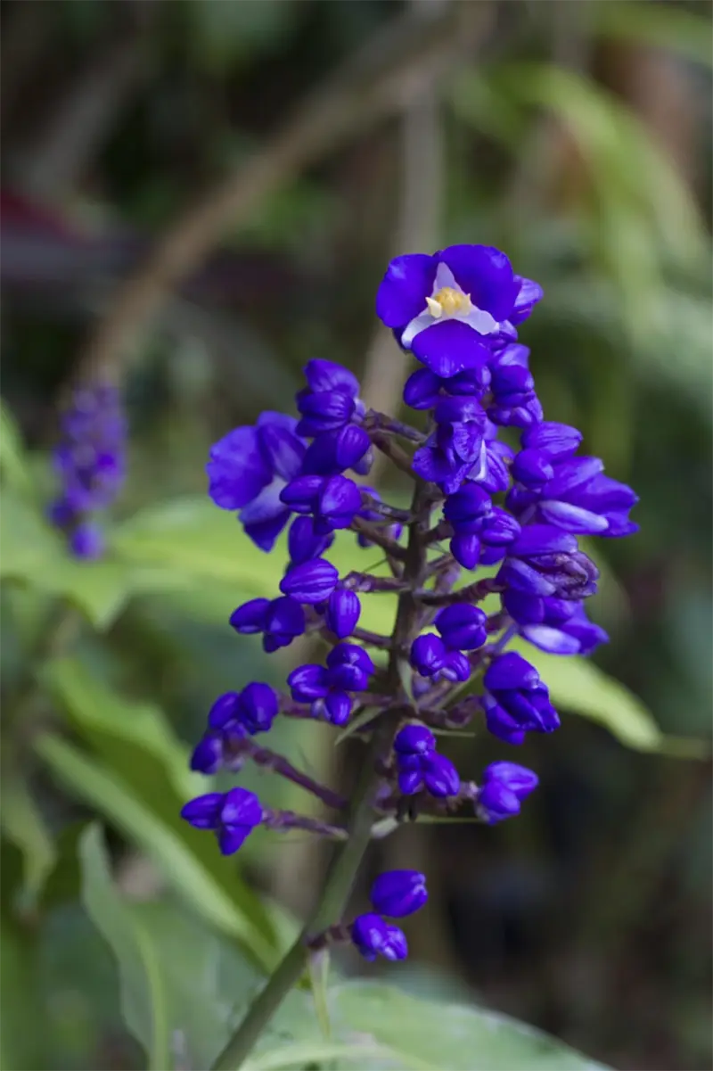 Blue Ginger 