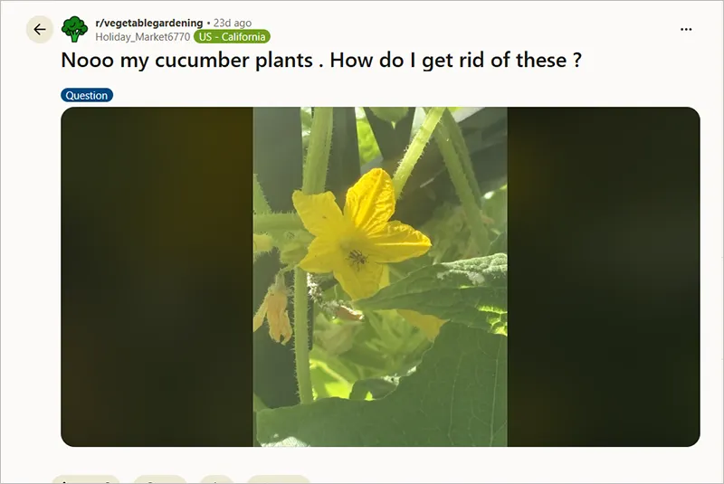 Bugs on Cucumber Plant