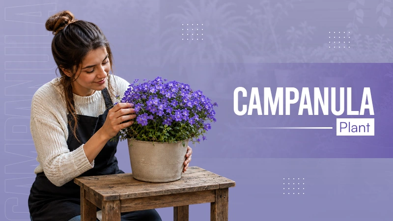 Campanula Plant